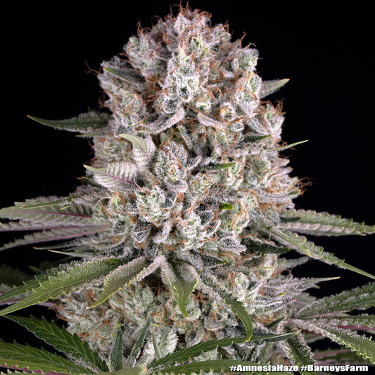 Amnesia Haze (Barneys Farm) feminisiert