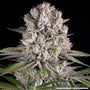 Amnesia Haze (Barney's Farm) feminized