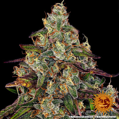 Amnesia Lemon (Barneys Farm) feminisiert