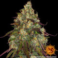 Amnesia Lemon (Barneys Farm) feminisiert Cannabis Samen von Barneys Farm