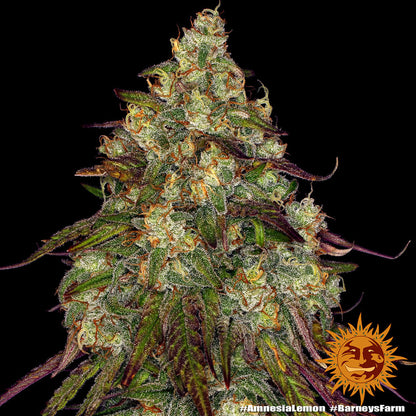 Amnesia Lemon (Barneys Farm) feminisiert