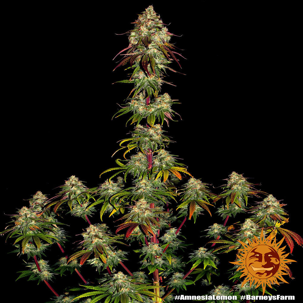 Amnesia Lemon (Barneys Farm) feminisiert