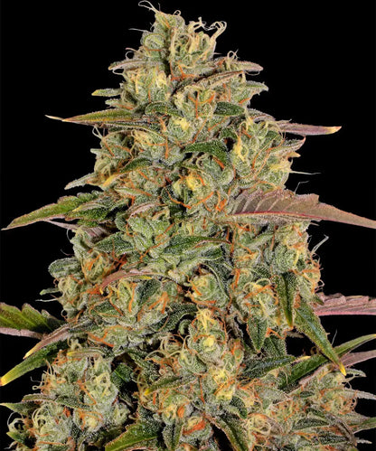 Amnesia Lemon (Barneys Farm) feminisiert