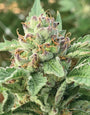 Apple Blossom (Humboldt Seed Co.) feminized