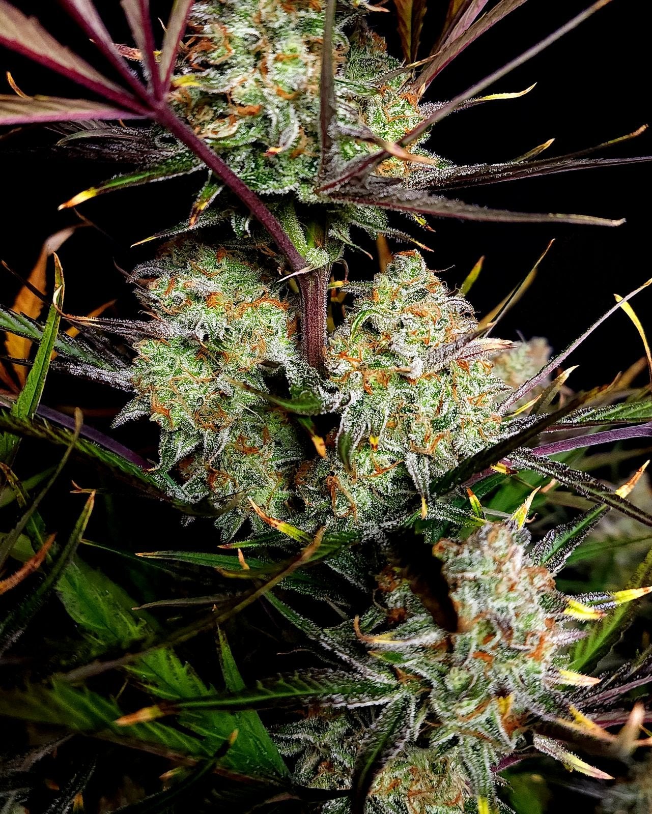 Apple Strudel Auto (Fast Buds)