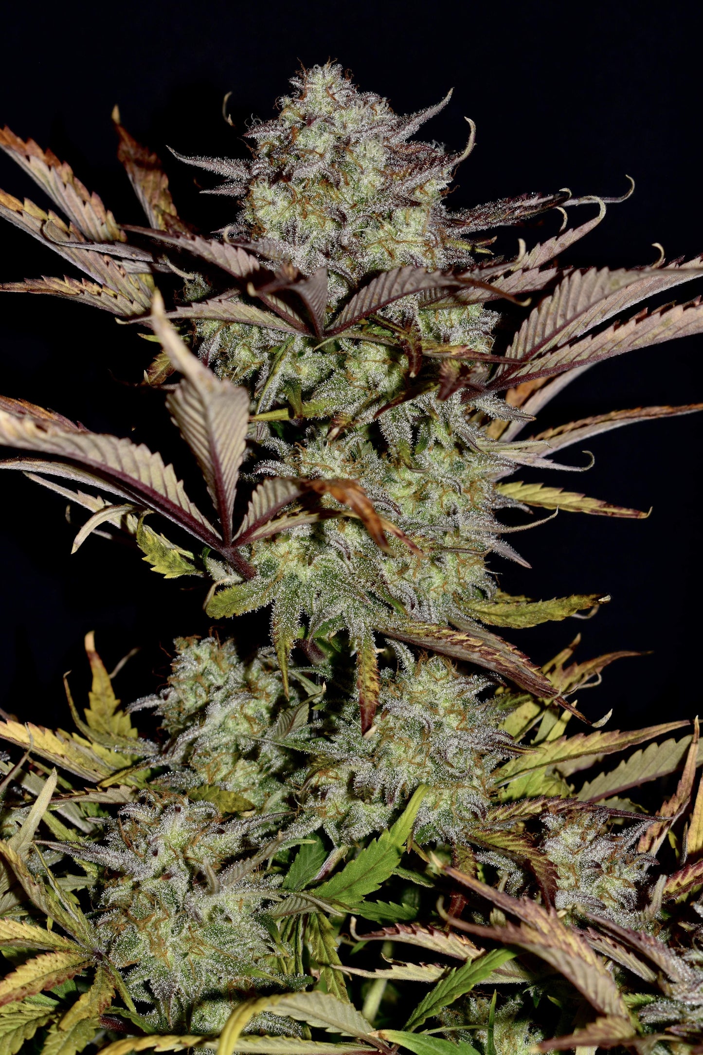 Apple Strudel Auto (Fast Buds)