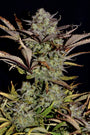 Apple Strudel Auto (FastBuds)