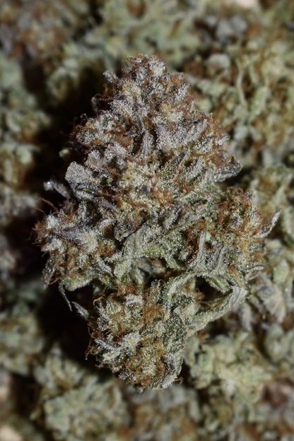 Apple Strudel Auto (FastBuds)