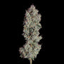 Shortcut Auto (Happy Valley Genetics)