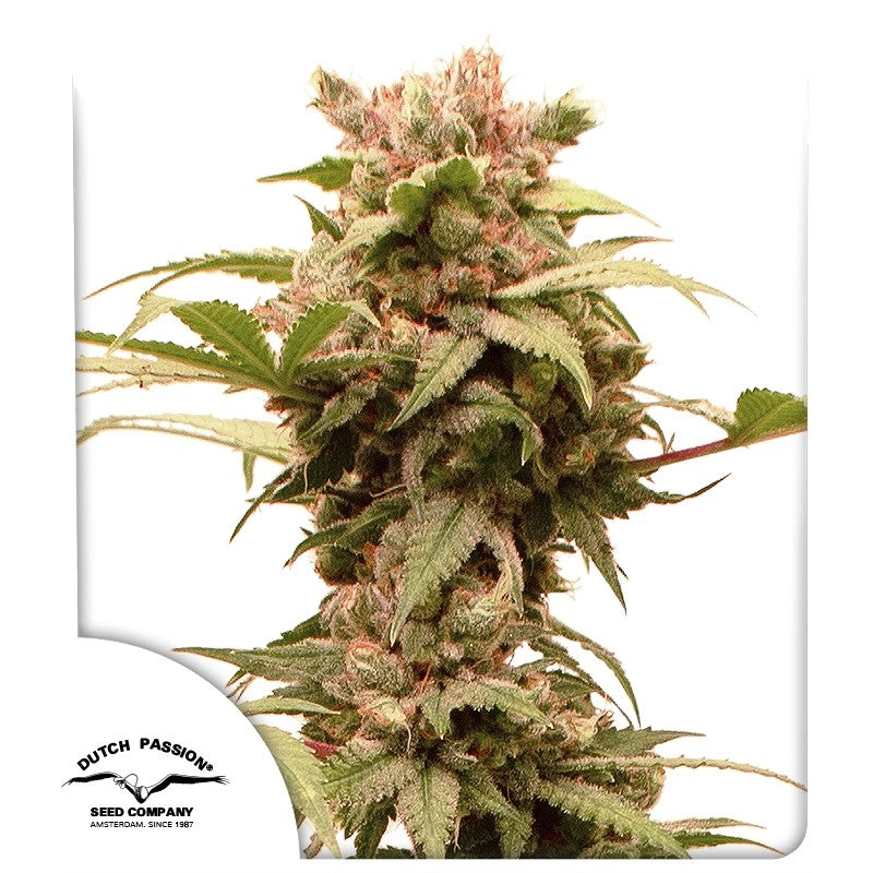 CBG-Force Auto (Dutch Passion) Cannabis Samen von Dutch Passion