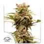 CBG-Force Auto (Dutch Passion)