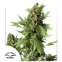 Duck Auto (Dutch Passion)