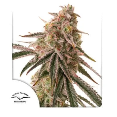 Frozen Biscotti Auto (Dutch Passion) Cannabis Samen von Dutch Passion