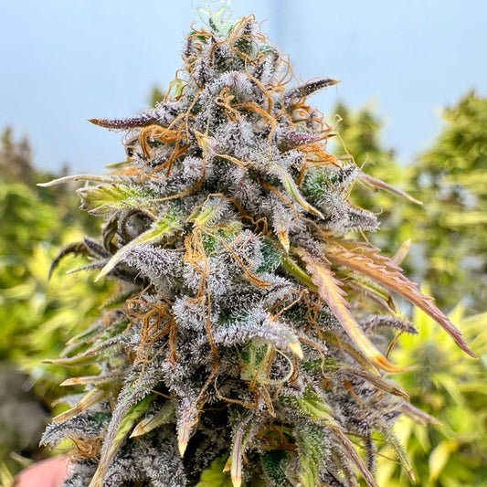 Kingston Punch Auto (Dutch Passion) Cannabis Samen von Dutch Passion