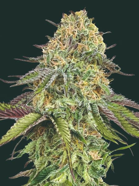 Lemon Cherry Gelato Auto (00 Seeds)