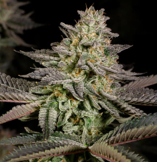 Mandarin Cookies Auto (00 Seeds)