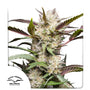 Mimosa Punch Auto (Dutch Passion)