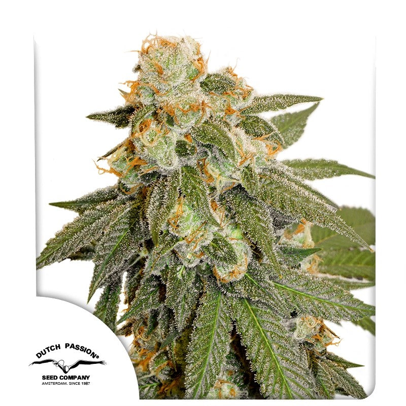 Orange Bud Auto (Dutch Passion) Cannabis Samen von Dutch Passion