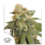Orange Bud Auto (Dutch Passion)