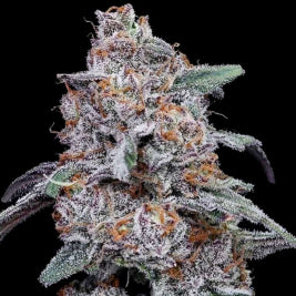 Cherry 18 (DNA Genetics) feminisiert Cannabis Samen von DNA Genetics