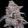Cherry 18 (DNA Genetics) feminisiert