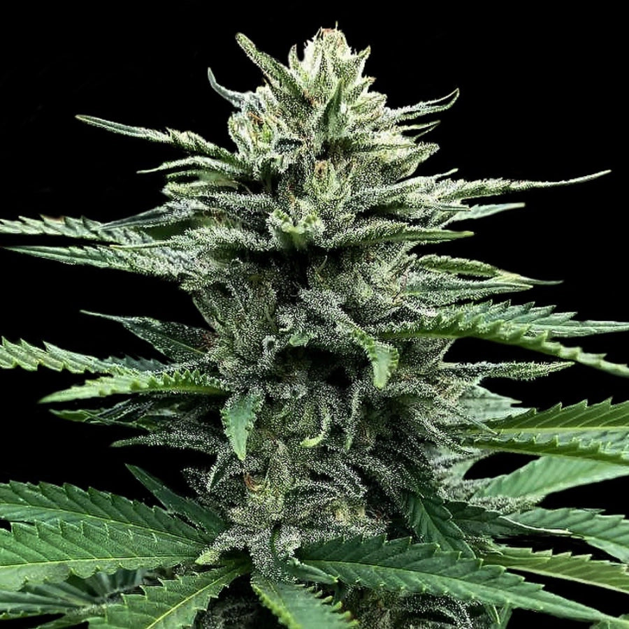 Strawberry Banana Auto (DNA Genetics) Cannabis Samen von DNA Genetics