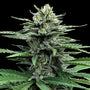 Strawberry Banana Auto (DNA Genetics)