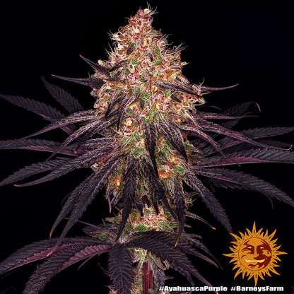 Ayahuasca Purple (Barneys Farm) feminized