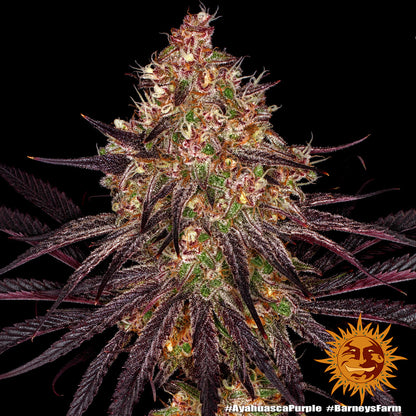 Ayahuasca Purple (Barneys Farm) feminized