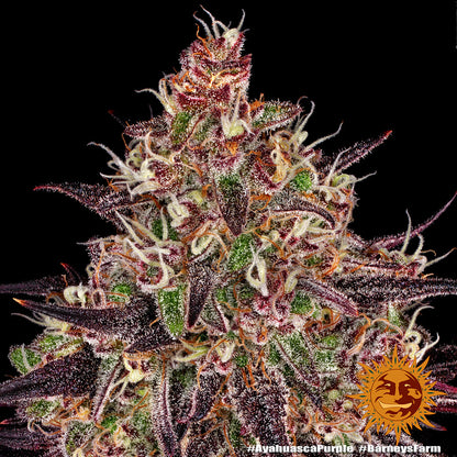 Ayahuasca Purple (Barneys Farm) feminized