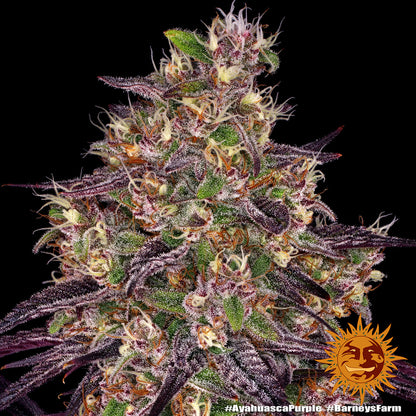 Ayahuasca Purple (Barneys Farm) feminized