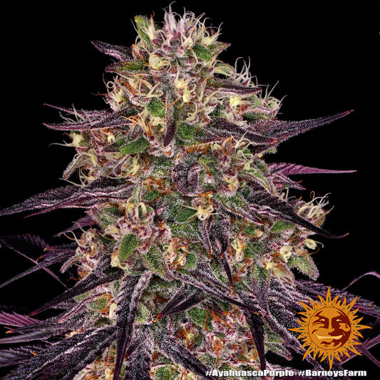 Ayahuasca Purple (Barneys Farm) feminisiert