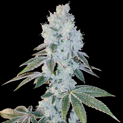Voila Auto RBX5 (Ethos Genetics)