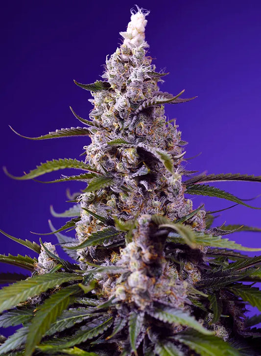 Banana Cream Cake XL Auto (Sweet Seeds) Cannabis Samen von Sweet Seeds