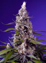 Banana Cream Cake XL Auto (Sweet Seeds)