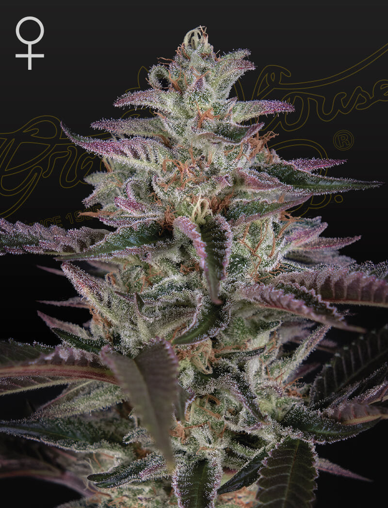 Banana Krumble (Greenhouse Seed Co.) feminisiert Cannabis Samen von Greenhouse Seed Co.
