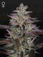 Banana Krumble (Greenhouse Seed Co.) feminisiert