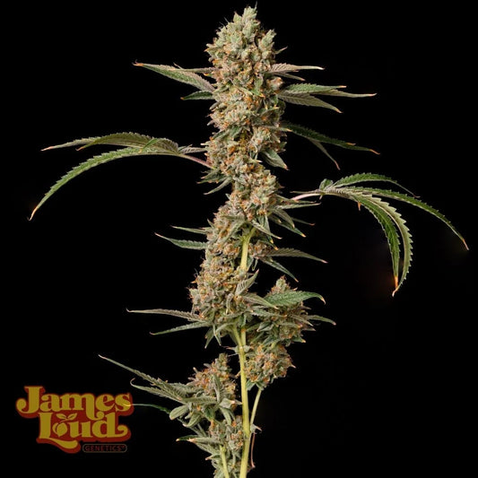 Banana Punch OG Auto (James Loud Genetics)