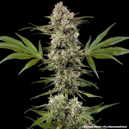 Banana Runtz F1 (Barneys Farm) feminisiert