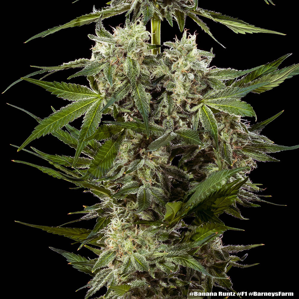 Banana Runtz F1 (Barneys Farm) feminisiert