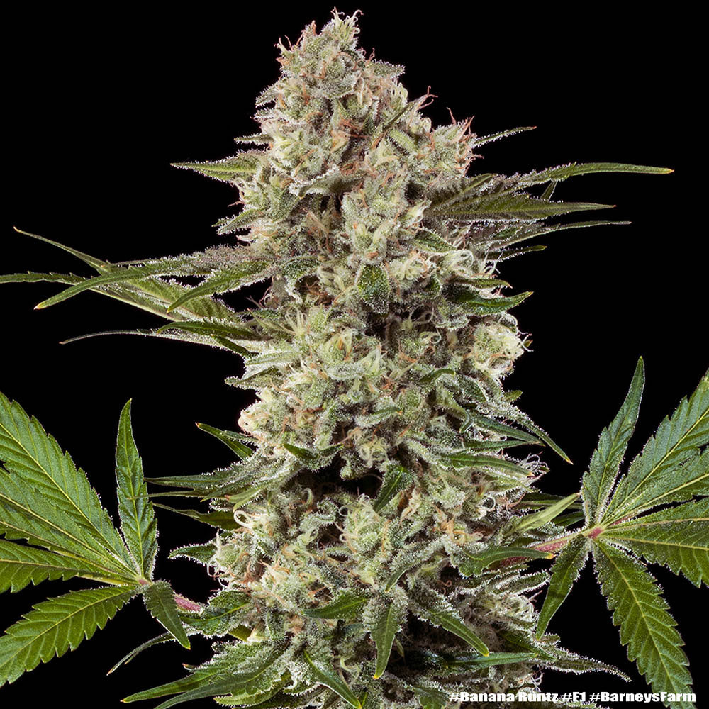 Banana Runtz F1 (Barneys Farm) feminisiert Cannabis Samen von Barneys Farm