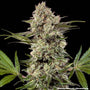 Banana Runtz F1 (Barneys Farm) Feminized