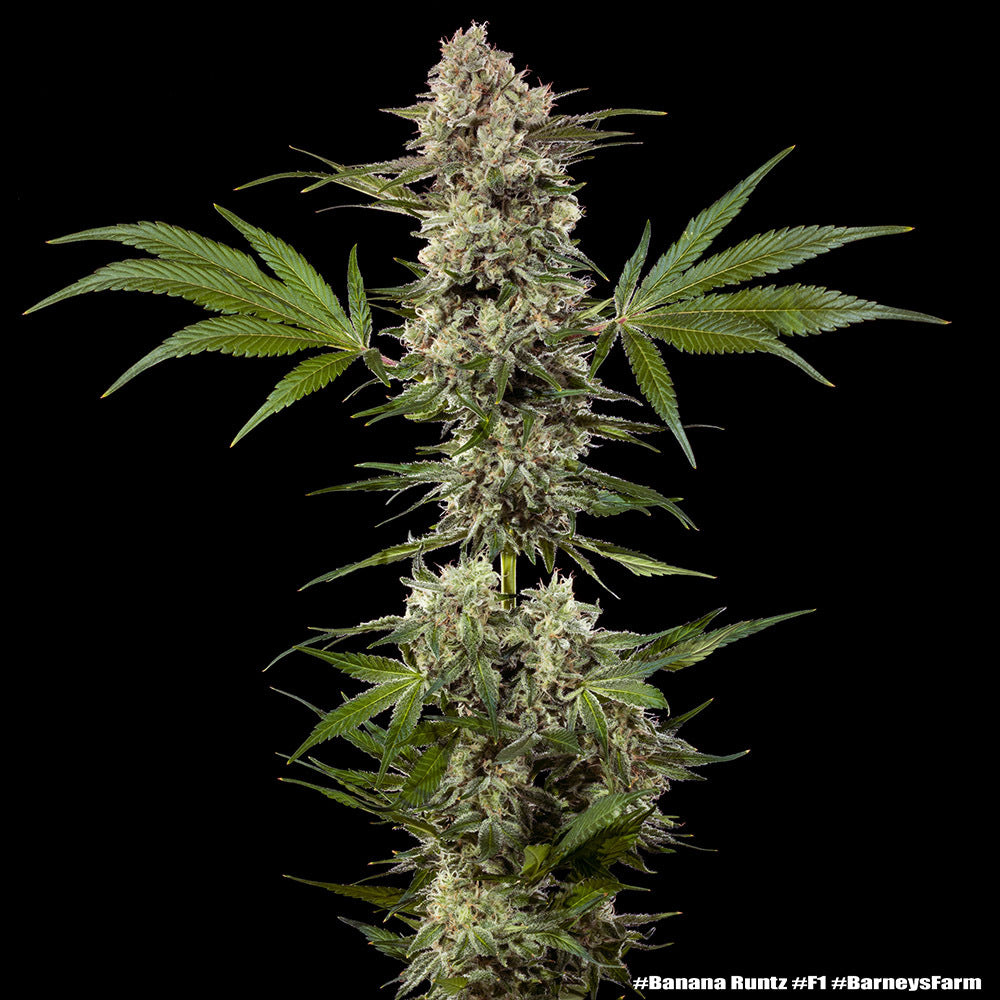 Banana Runtz F1 (Barneys Farm) feminisiert