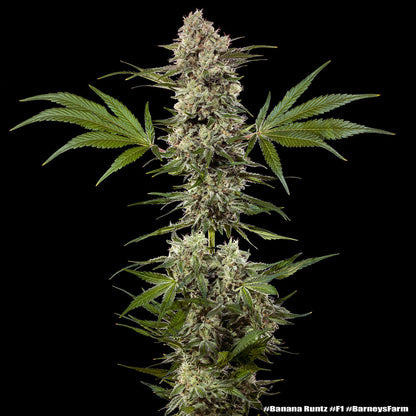 Banana Runtz F1 (Barneys Farm) feminisiert