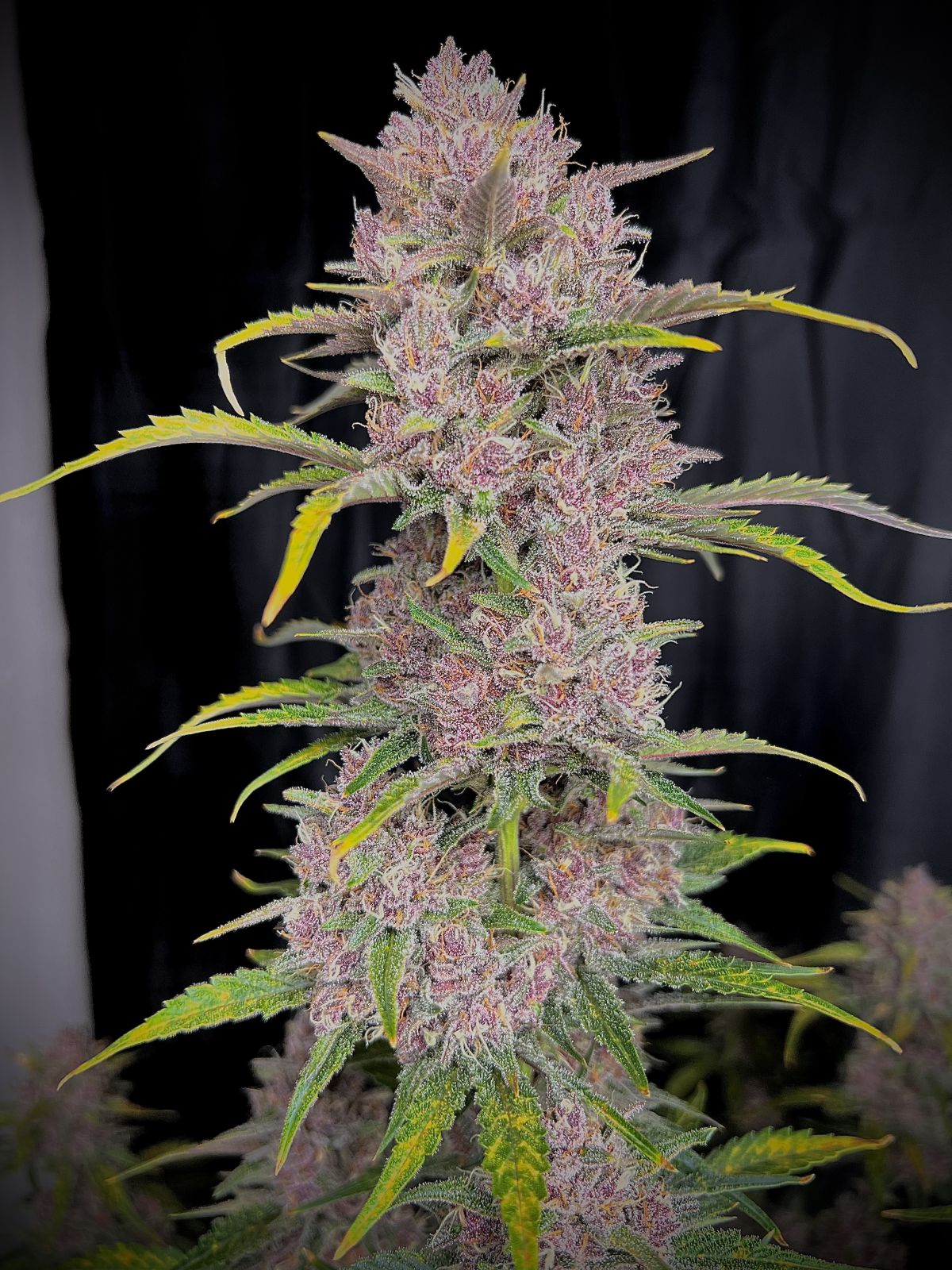 Banana Purple Punch Auto (Fast Buds)