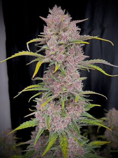 Banana Purple Punch Auto (FastBuds)