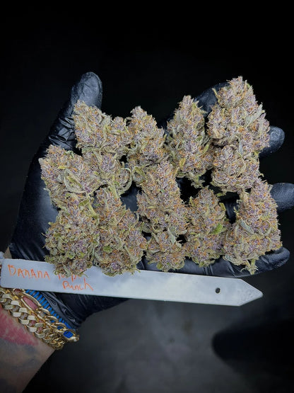 Banana Purple Punch Auto (FastBuds)