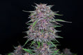 Banana Purple Punch Auto (FastBuds) Cannabis Samen von Fastbuds