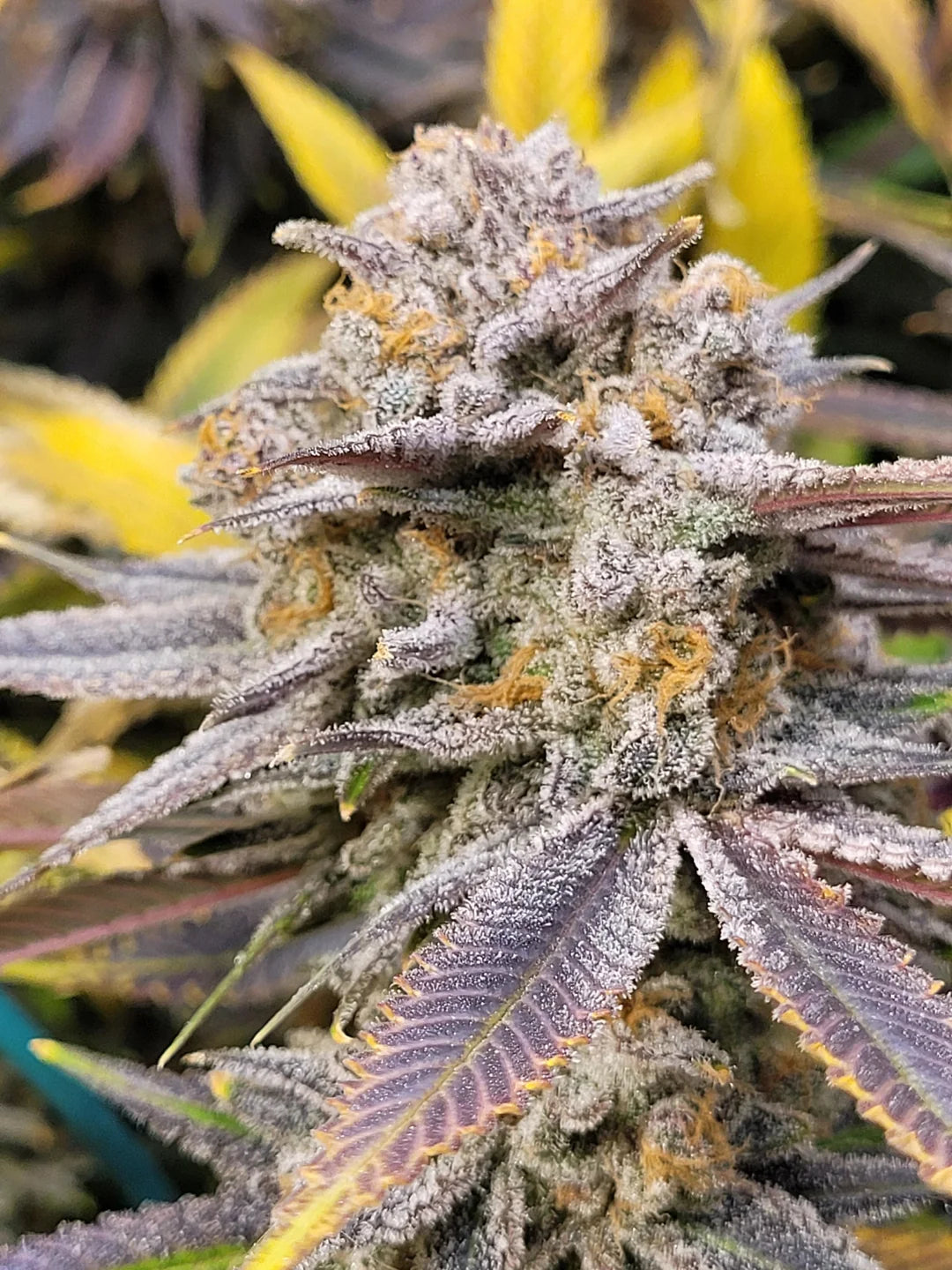 Black Cherry Punch (In House Genetics) feminisiert