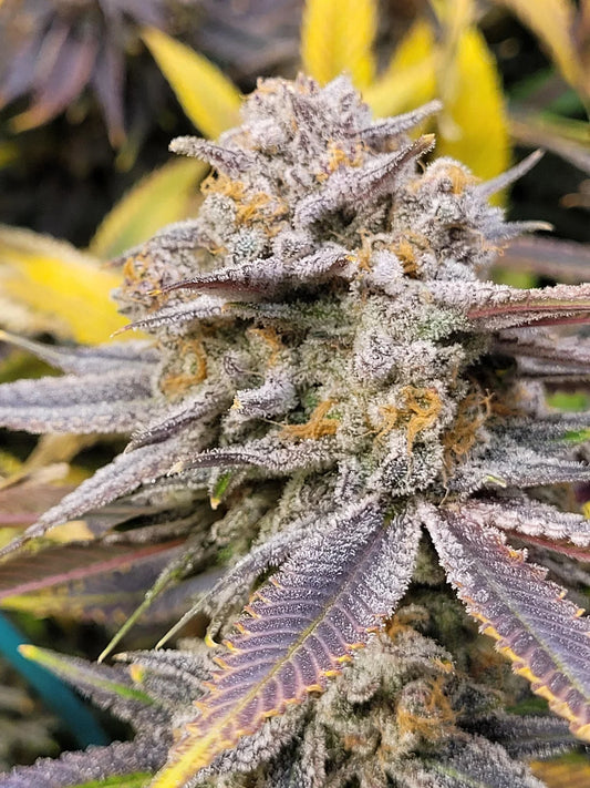 Black Cherry Punch (In House Genetics) feminisiert